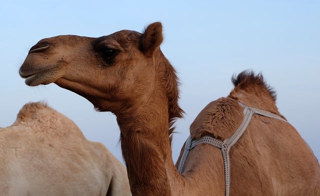 camel-339778_640